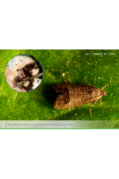 Яблоневая плодожорка